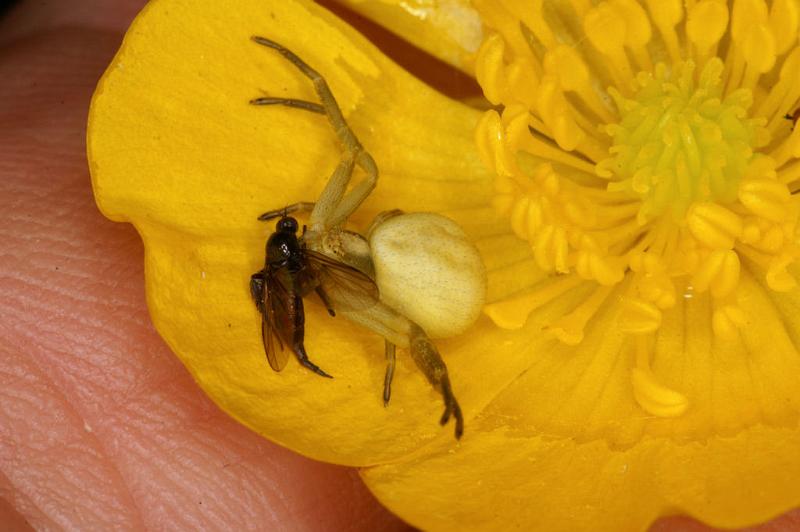 Misumena_vatia_D4928_Z_88_Les Gris_Frankrijk.jpg